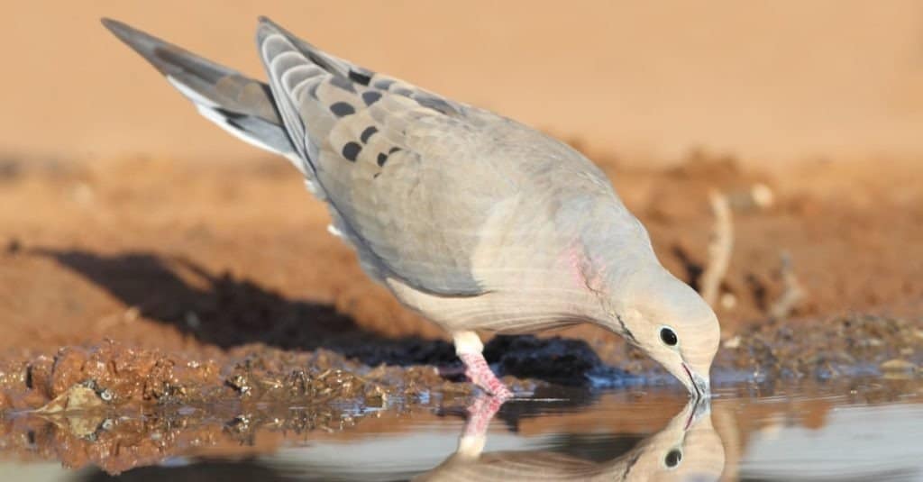 Mourning dove drinking water