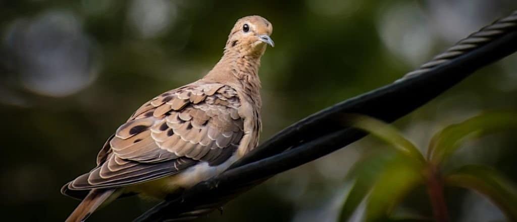 A chubby mourning dove, Zenaida macroura, perches on an electricity wire in the backyard in the backyard.