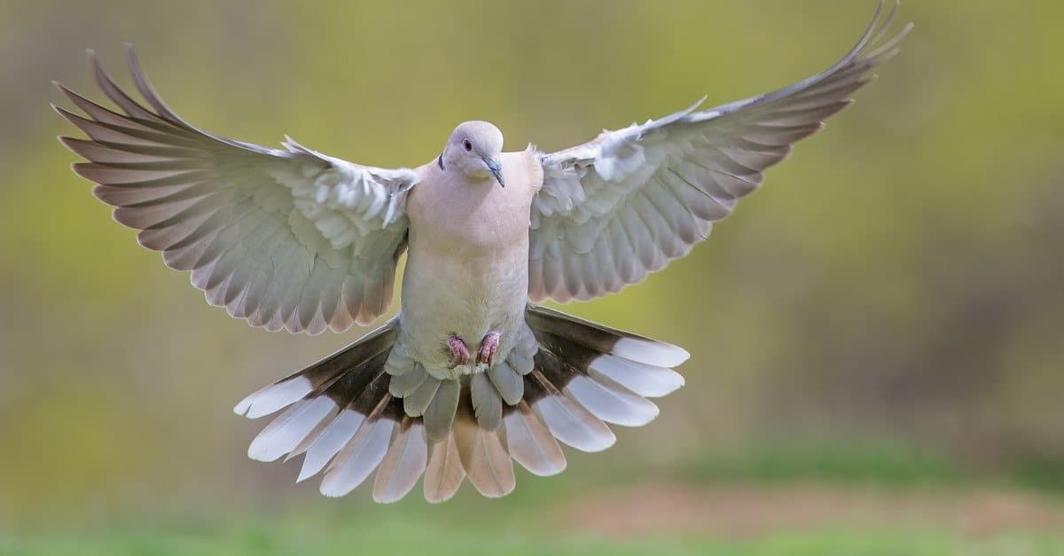 white dove flying away