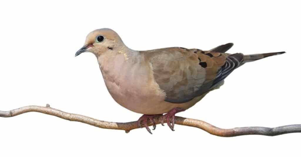 A mourning dove begins to rise off a branch, isolated