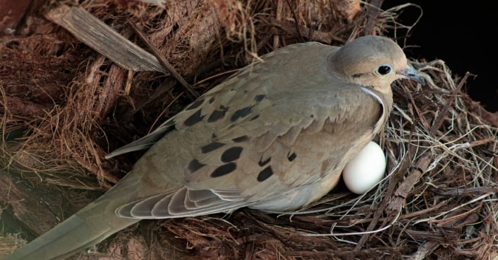 American Mourning dove sitting on eggs