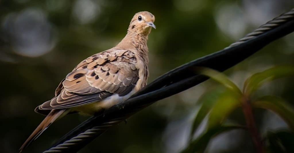 difference between male and female mourning dove