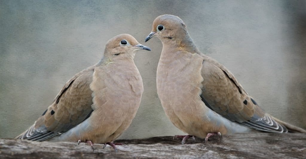 Mourning doves on branch
