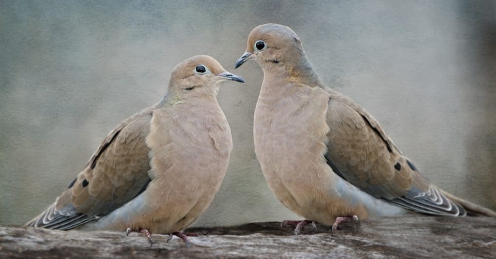 male mourning doves