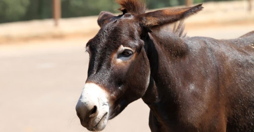 Animals Elected to Office: Committeeman Boston Curtis the Mule