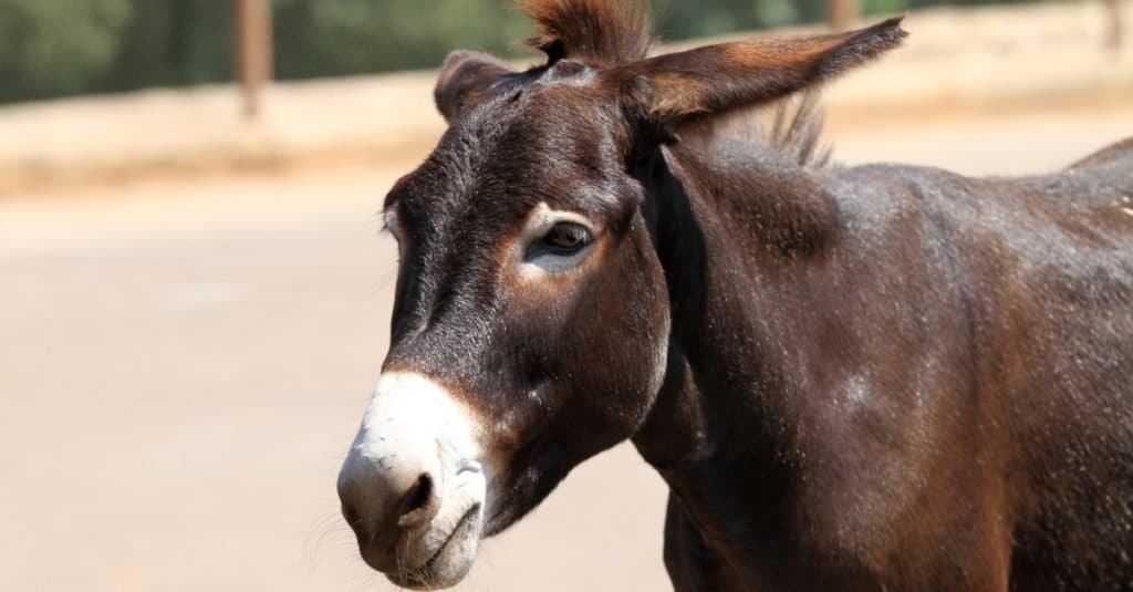 Hinny vs Mule: Are They Different? - A-Z Animals