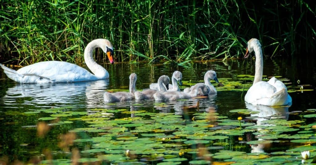 What Do Swans Eat? 18 Foods They’ll Consume AZ Animals