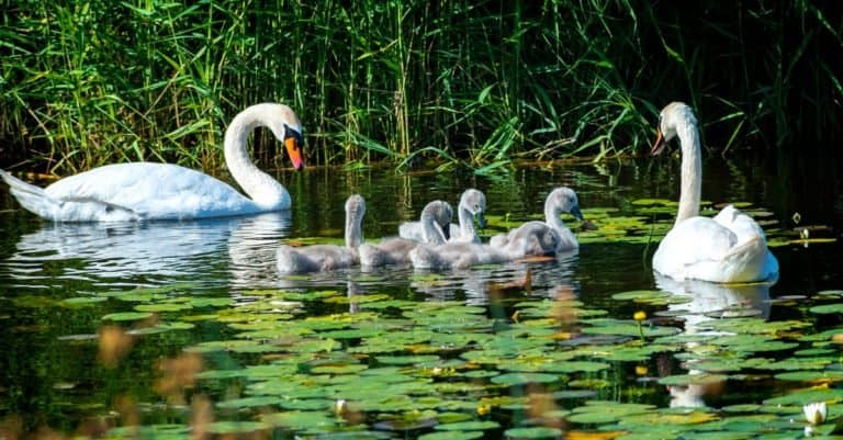 Animals That Mate for Life: Mute Swan