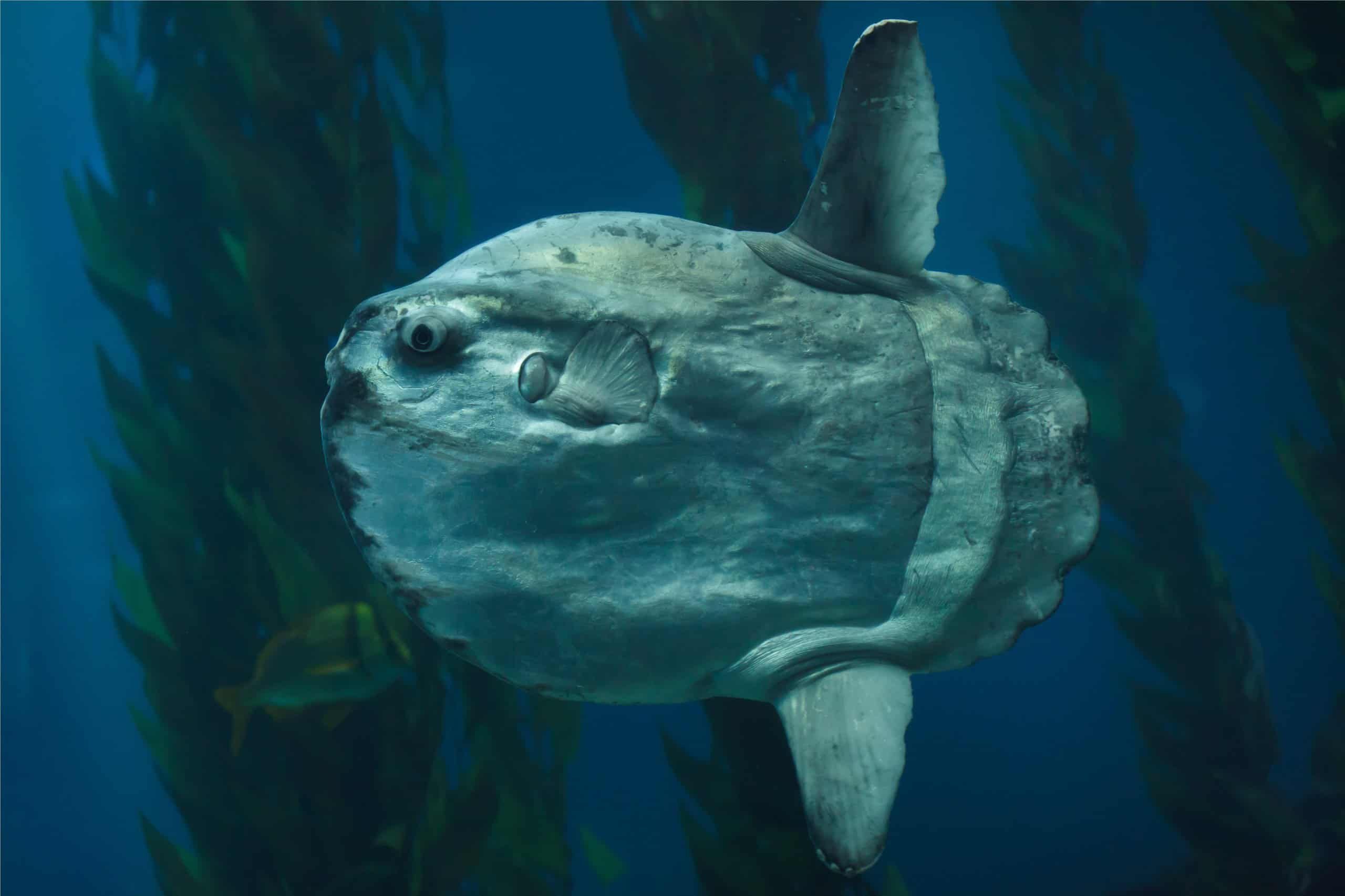 Biggest Fish in the World: Ocean Sunfish