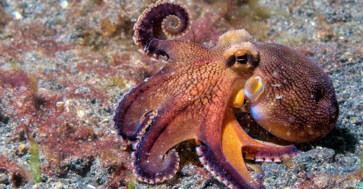 Octopus Poop: Everything You've Ever Wanted to Know - A-Z Animals
