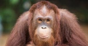 How Many Orang-utans Are Left In The World? Picture