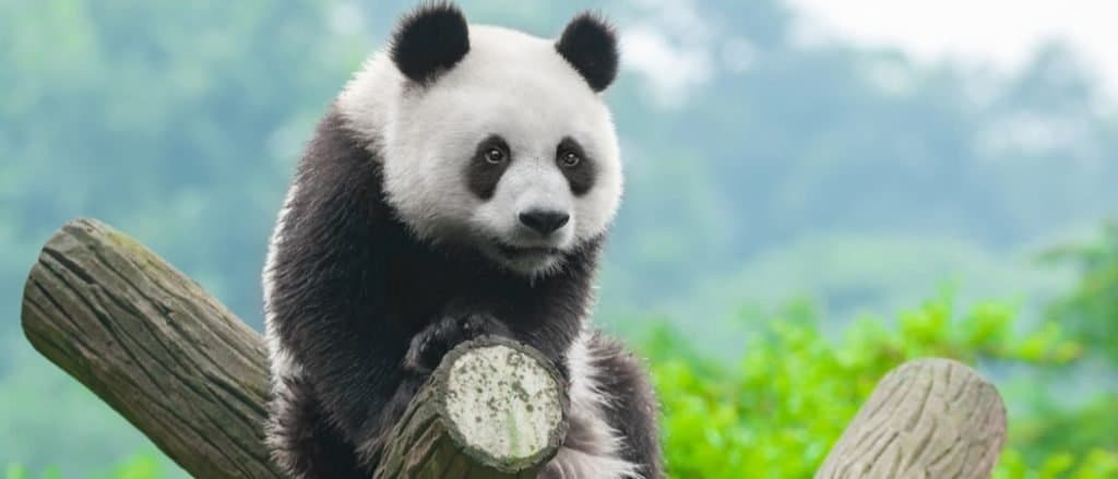 Animals in China - Giant Panda