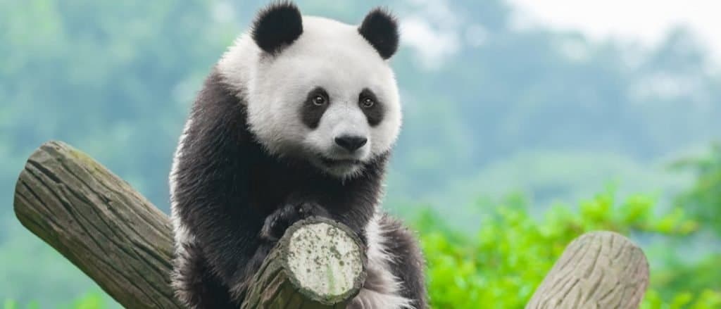 Are pandas dangerous?