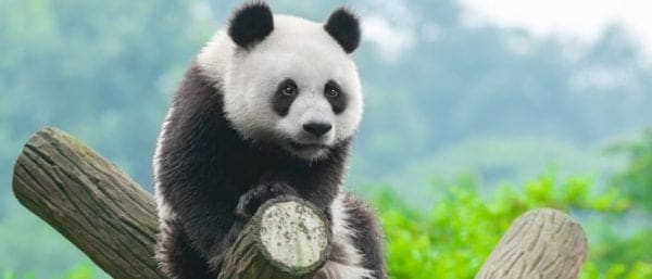 Are Pandas Dangerous? - A-Z Animals