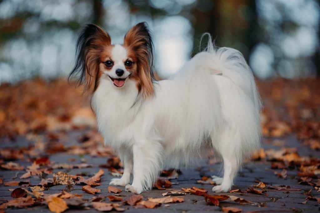 A Papillon standing on a sidewalk covered in fallen leaves.