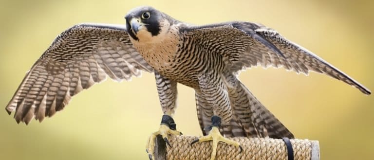 Fastest Birds in the World: Peregrine Falcon