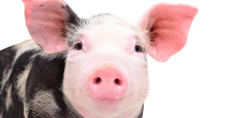Smartest Animals – Pigs