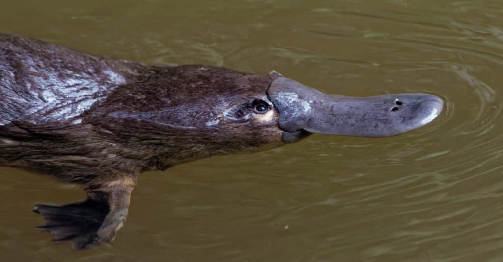 A platypus swimming in a body of water.
