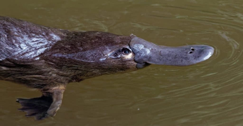 platypus spur sting