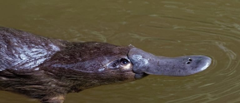 Most Venomous Mammals – Platypus