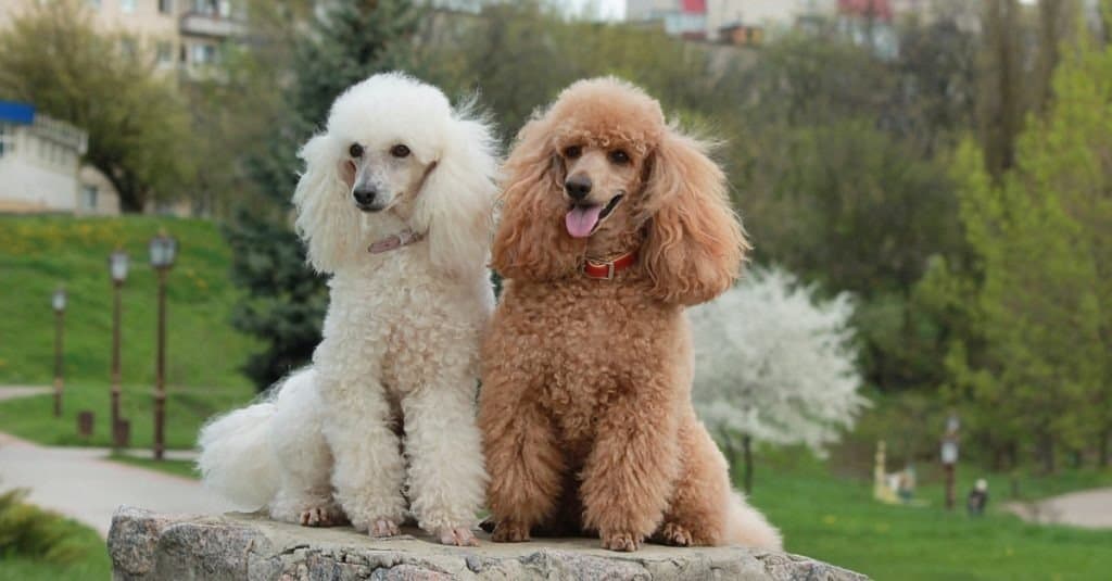 A brown poodle and a white poodle sitting on a rock in a park.