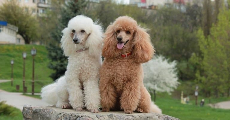 smartest dog breeds - Poodle