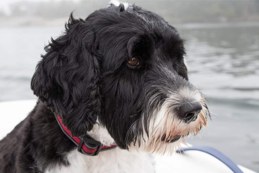 A Portuguese Water Dog's face near a body of water.