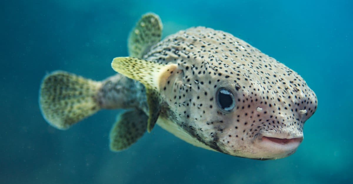 Watch This Pufferfish Turn Into the Size of a Basketball in the Blink ...