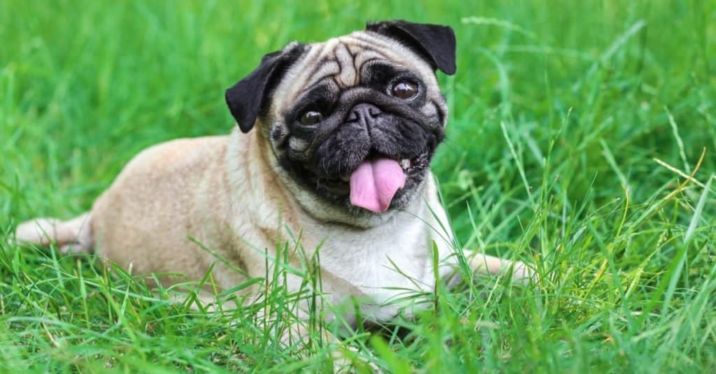 how long do healthy pugs live