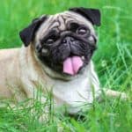 A pug lying on the grass. This type of toy dog breed has a somewhat mischievous personality that is perfect for kids of all ages. 