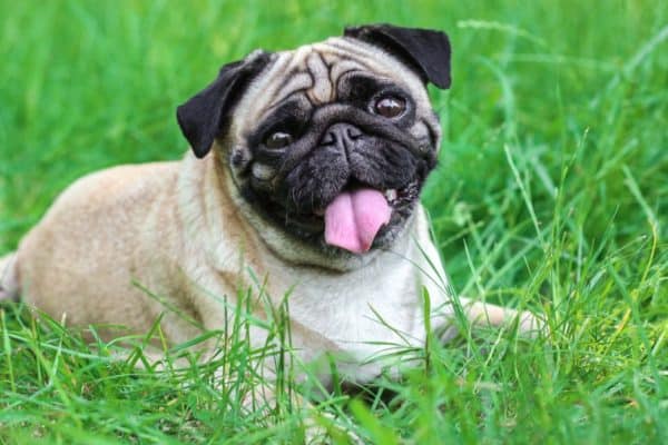 A pug lying on the grass. This type of toy dog breed has a somewhat mischievous personality that is perfect for kids of all ages. 