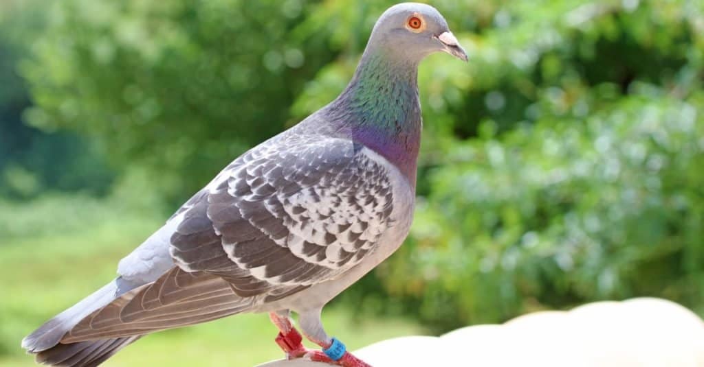 Smartest Animals – Pigeons