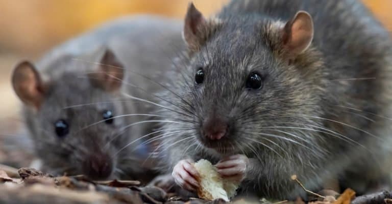 Smartest Animals – Rats