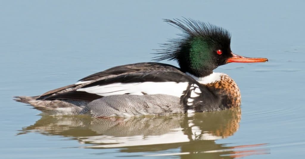 Fastest Birds in the World: Red-breasted Merganser