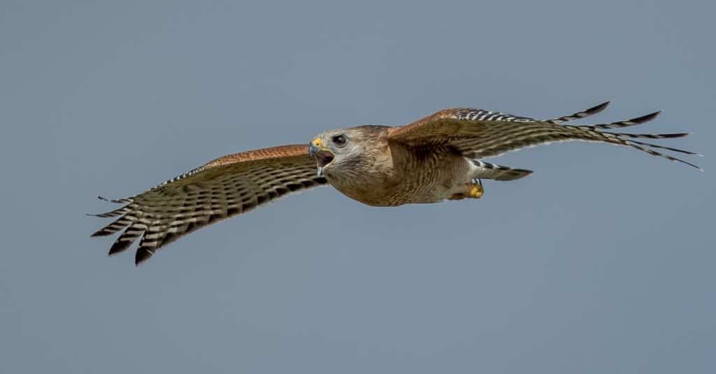 Fastest Birds in the World: Red-tailed Hawk