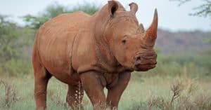Are Black Rhinos Extinct? Picture