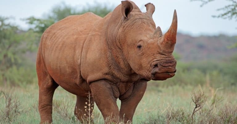 Safari Animals You MUST See: Rhinos