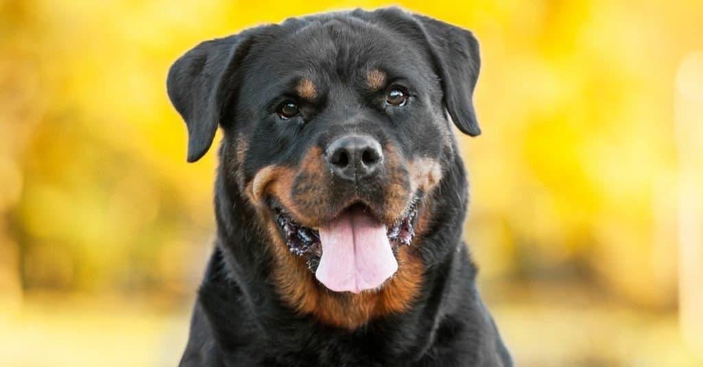 smartest dog breeds - Rottweiler