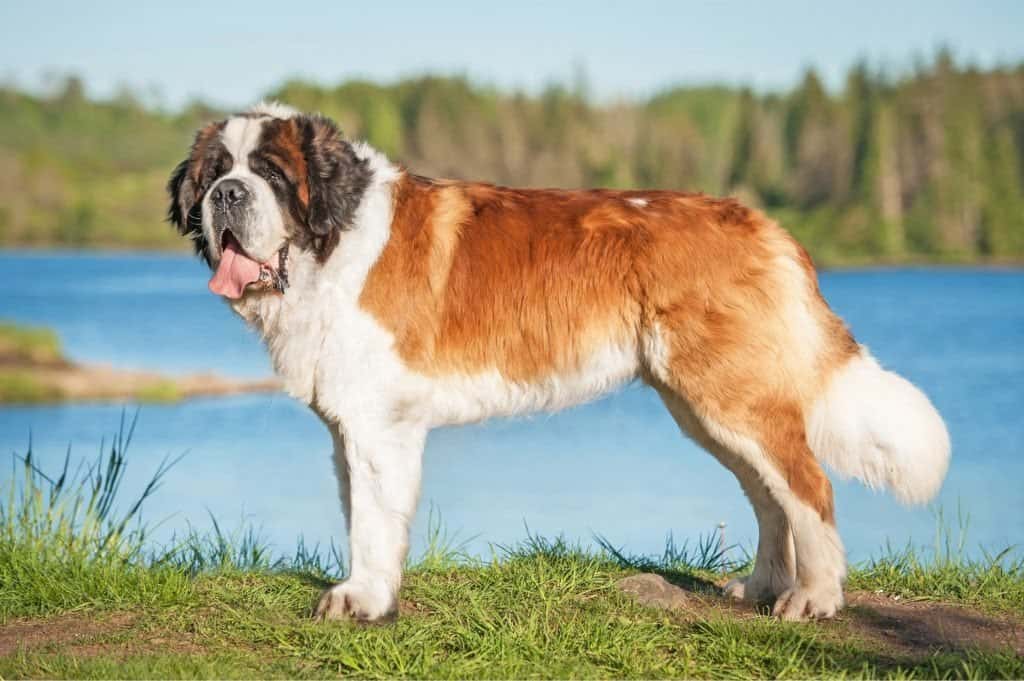 A Saint Bernard standing in the grass near a body of water.