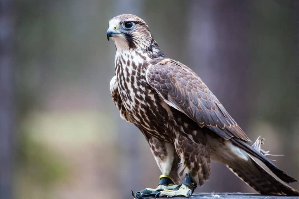 Fastest birds that Start with S.  Saker Falcon