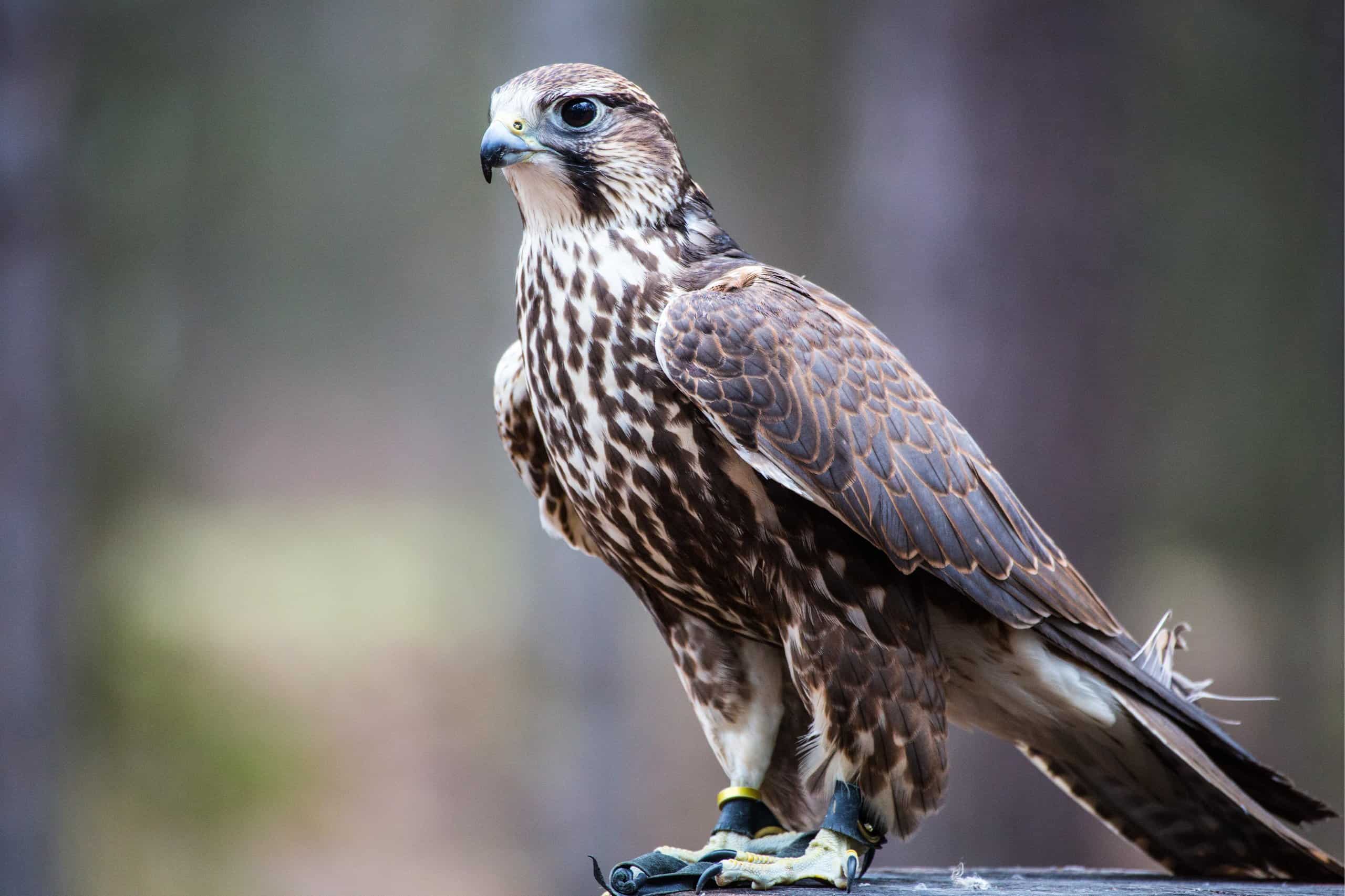 Fastest Birds in the World: Saker Falcon