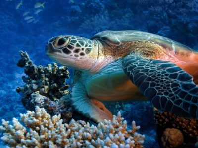 A Sea Turtle Quiz: Test What You Know!