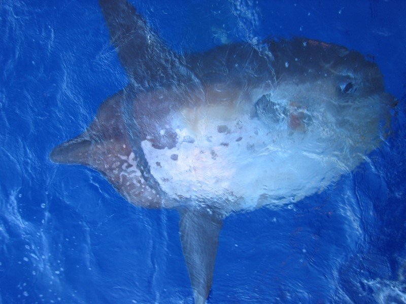 Biggest Fish in the World: Sharptail Mola