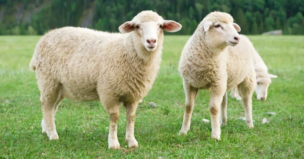 Minecraft Animal: Sheep