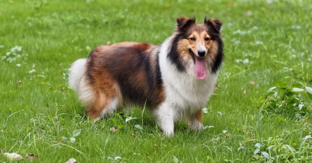 A Shetland Sheepdog standing in the grass with its tongue out.