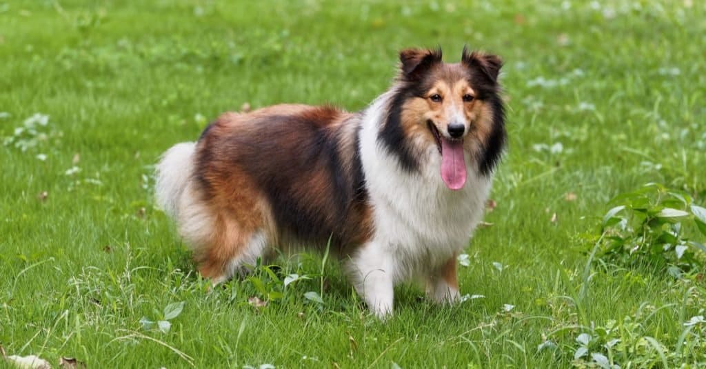 Best Dog Names: Popular Names for Dogs