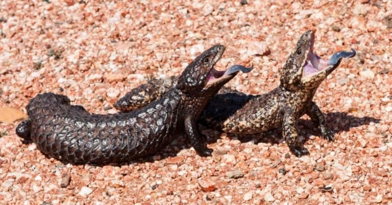 Animals That Mate for Life: Shingleback Lizard