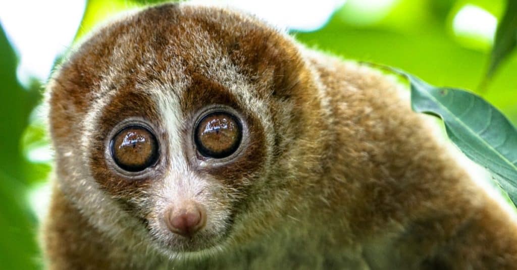 A slow loris near green leaves.