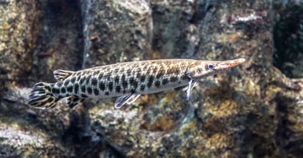 Spotted gar (Lepisosteus oculatus) in North America