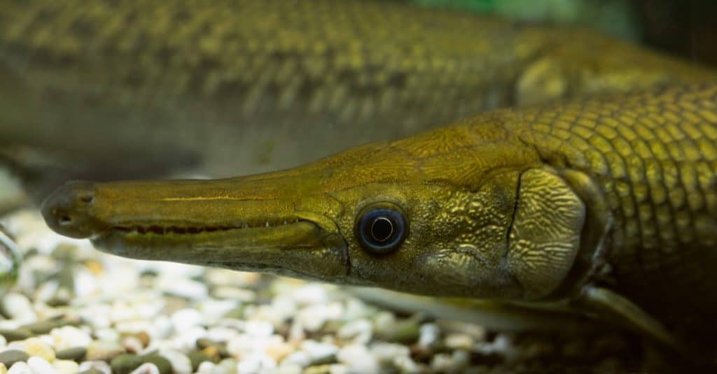Close up of Spotted gar or Lepisosteus oculatus fish photographed in an aquarium